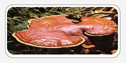 Reishi