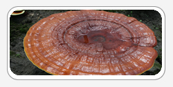 Reishi