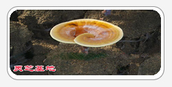Reishi