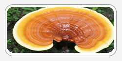 Reishi